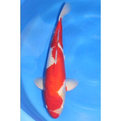 V25071106 Kohaku