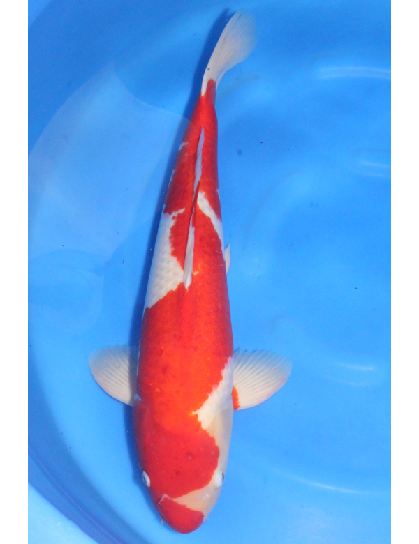 V25071106 Kohaku