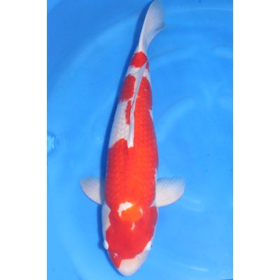 V25071108 Kohaku