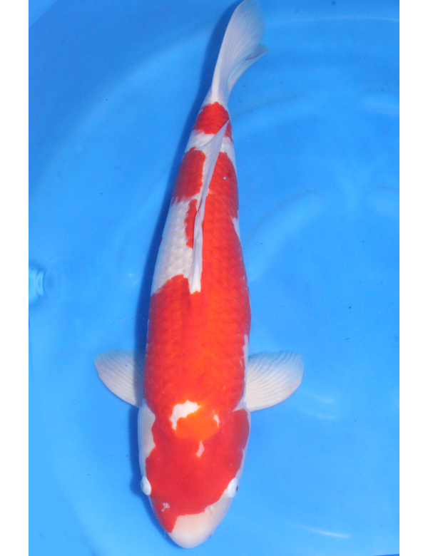 V25071108 Kohaku